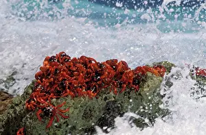 Natalis: Red Crab (a land crab) - Males 'dippingI to replensih