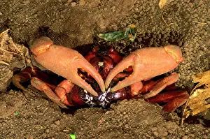 Natalis: Red Crab (a land crab) - Mating pair outside burrow