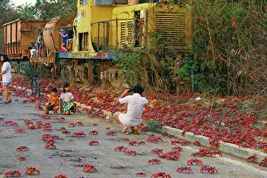 Encroachment: Red Crab (A land crab) - Migration through town