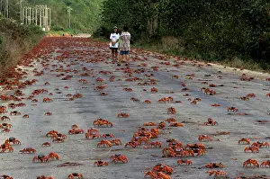 Gecarcoidea: Red Crab (a land crab) - Road crossing hazard during