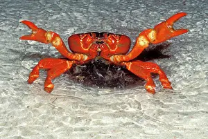 Gecarcoidea: Red Crab (A land crab) - Spawning in the surf at night