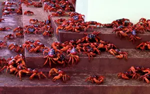 Natalis: Red Crab (a land crab) - In town on steps during