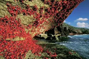 Gecarcoidea: RED CRAB - Climbing cliff, after spawning