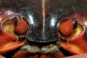 Gecarcoidea: Red Crab close-up of eyes