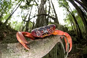 Gecarcoidea: Red Crab deceased, on tree root in forest