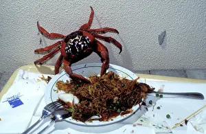 Gecarcoidea: Red Crab - eating leftover food on table