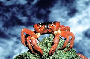 Gecarcoidea: RED CRAB - female after spawning