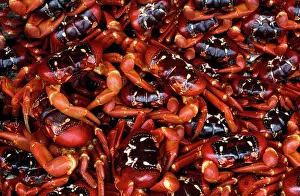 Gecarcoidea: Red Crab (Land Crab)