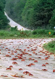 Gecarcoidea: Red Crab - (land crab) downward migration crossing road