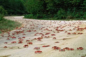 Roads: Red Crab - (land crab) downward migration crossing road