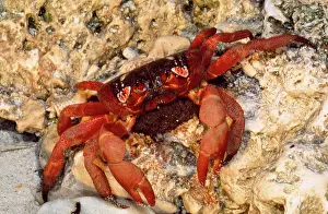 Gecarcoidea: Red Crab (Land Crab) - female & eggs about to spawn