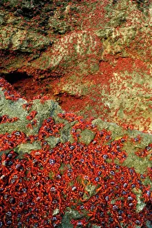 Gecarcoidea: Red Crab (Land Crab) - females climbing cliff after spawning