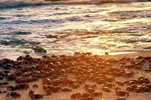Gecarcoidea: Red Crab - a land crab - females after spawning