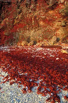 Gecarcoidea: Red crab - a land crab (Gecarcoidea natalis) females