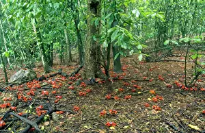 Gecarcoidea: Red Crab (Land Crab) - in lower terrace forest