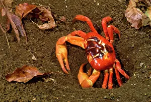 Gecarcoidea: Red Crab (Land Crab) - male digging burrow - mating place