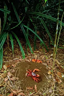 Gecarcoidea: Red Crab (Land Crab) - male digging burrow - mating place