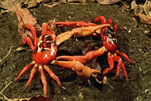 Gecarcoidea: Red Crab - (land crab) males fighting over burrow