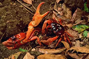 Gecarcoidea: Red Crab - (land crab) males fighting over burrow