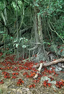 Gecarcoidea: Red Crab (Land Crab) - males leaving rainforest