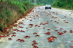 Gecarcoidea: Red Crab - a land crab on road during migration