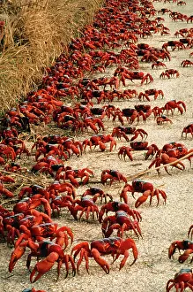 Gecarcoidea: Red Crab - a land crab on road during migration