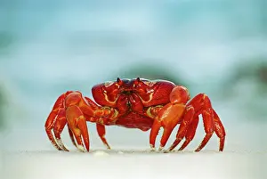 Gecarcoidea: Red Crab / Land crab - Single crab on beach close up