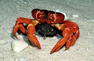 Gecarcoidea: Red Crab (Land Crab) - spawning in the surf at