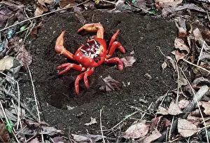 Crabs: RED CRAB - male digging burrow