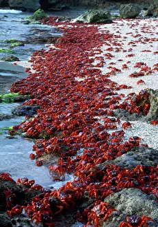 Gecarcoidea: RED CRAB - males dipping to replenish water/salt