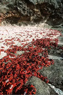 Crabs: RED CRAB - males dipping to replenish water/salt