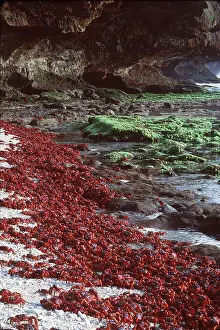 Crabs: RED CRAB - males dipping to replenish water/salt