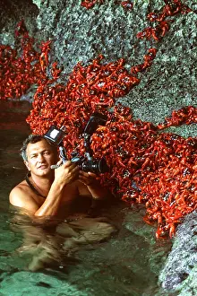 Crabs: RED CRAB - mass group being photographed on rock
