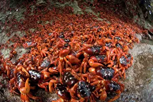 Pincer: Red Crabs