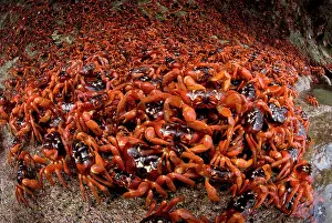 Pincer: Red Crabs
