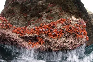 Pincer: Red Crabs