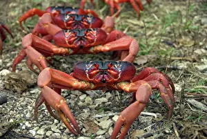 Gecarcoidea: Red Crabs