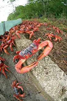 Gecarcoidea: Red Crabs