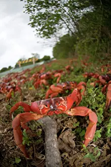 Crabs: Red Crabs