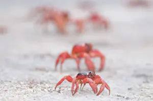 Crabs: Red Crabs