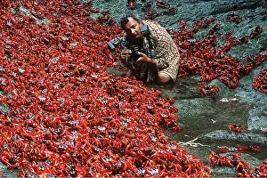 Crabs: RED CRABS - females after spawning & photographer