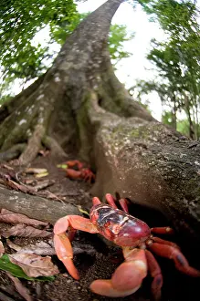 Crabs: Red Crabs in forest