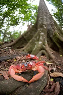 Crabs: Red Crabs in forest