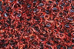 Crabs: RED CRABS - mass of females after spawning
