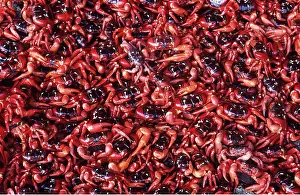 Crabs: RED CRABS - mass of females after spawning