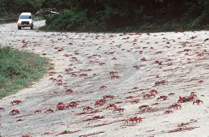 Crabs: Red Crabs - migration over road
