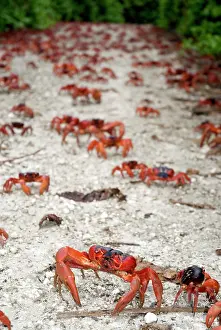 Crabs: Red Crabs on path