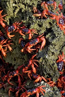 Gecarcoidea: Red Crabs on rocks