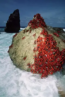 Crabs: RED CRABS ON ROCKS - Migration