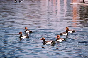 Kenneth Hoyle: RED-CREASTED POCHARD DUCKS - male